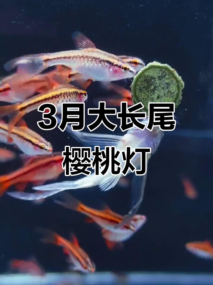 三个月大的长尾樱桃灯，萌态十足