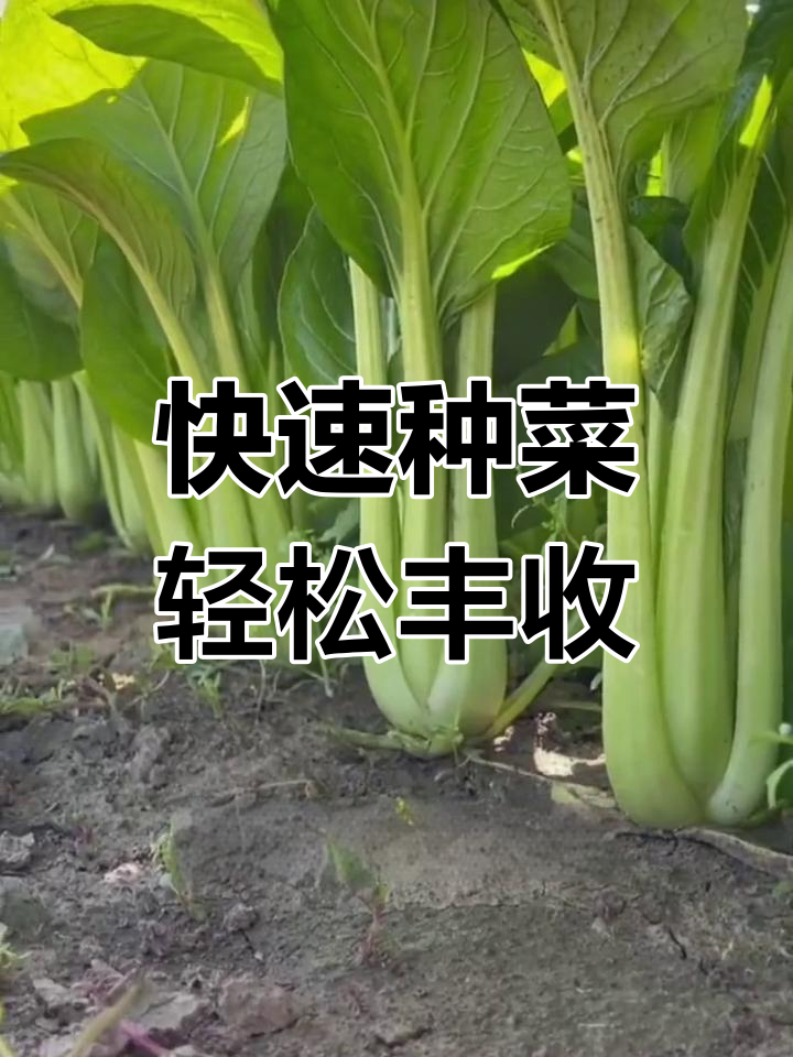 夏季种植青梗小白菜的秘诀