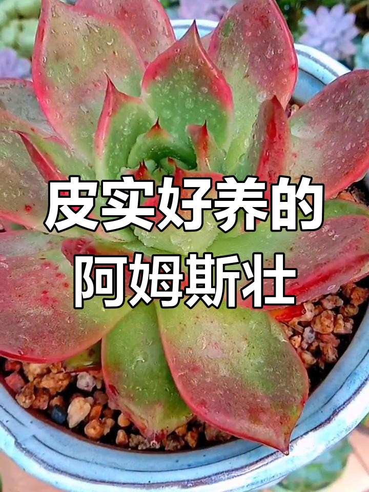 阿姆斯壮多肉:快速生长,温差上色