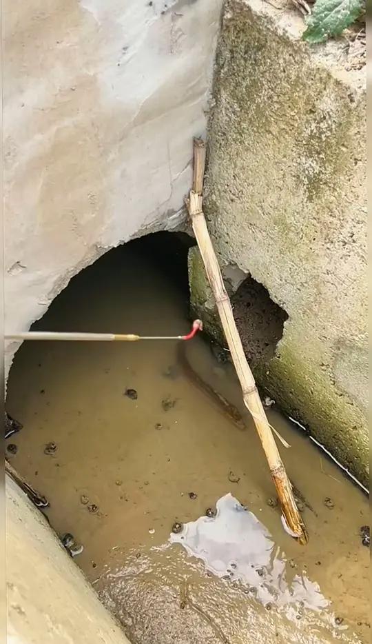 推荐一个钓黄鳝的鱼竿