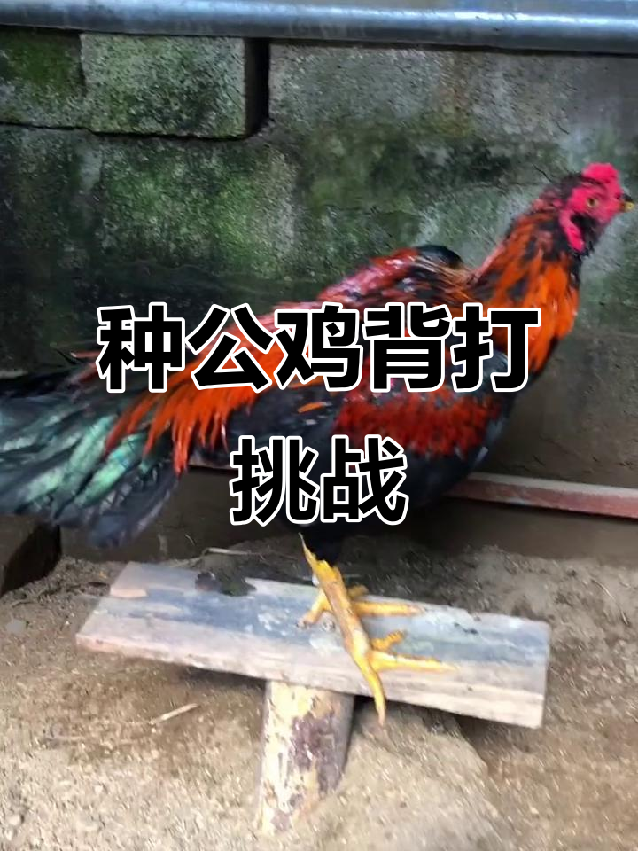 泰国种公鸡背打测试,5000元买来的小机能否经受考验