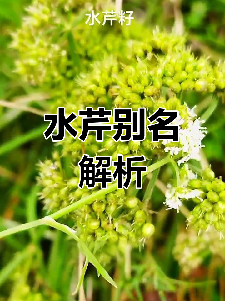 水芹的多种称呼与春季花开