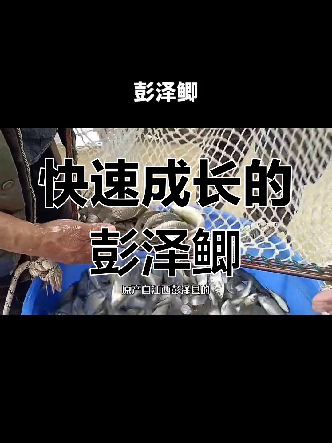 彭泽鲫:生长迅速,适应力强的本地鱼种