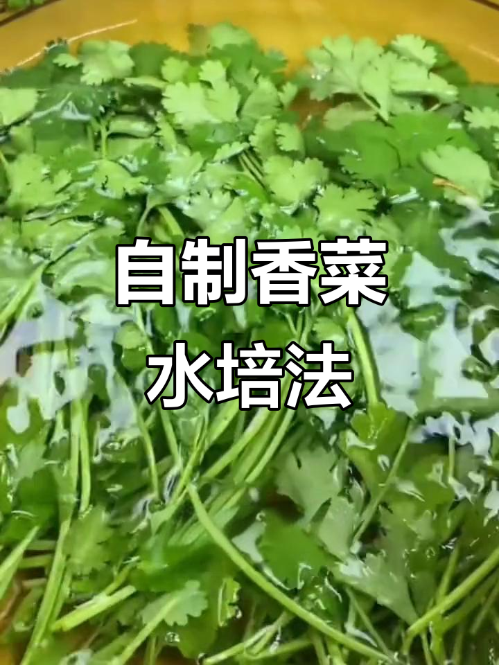 用香菜根做水培，冬天不用买新鲜香草