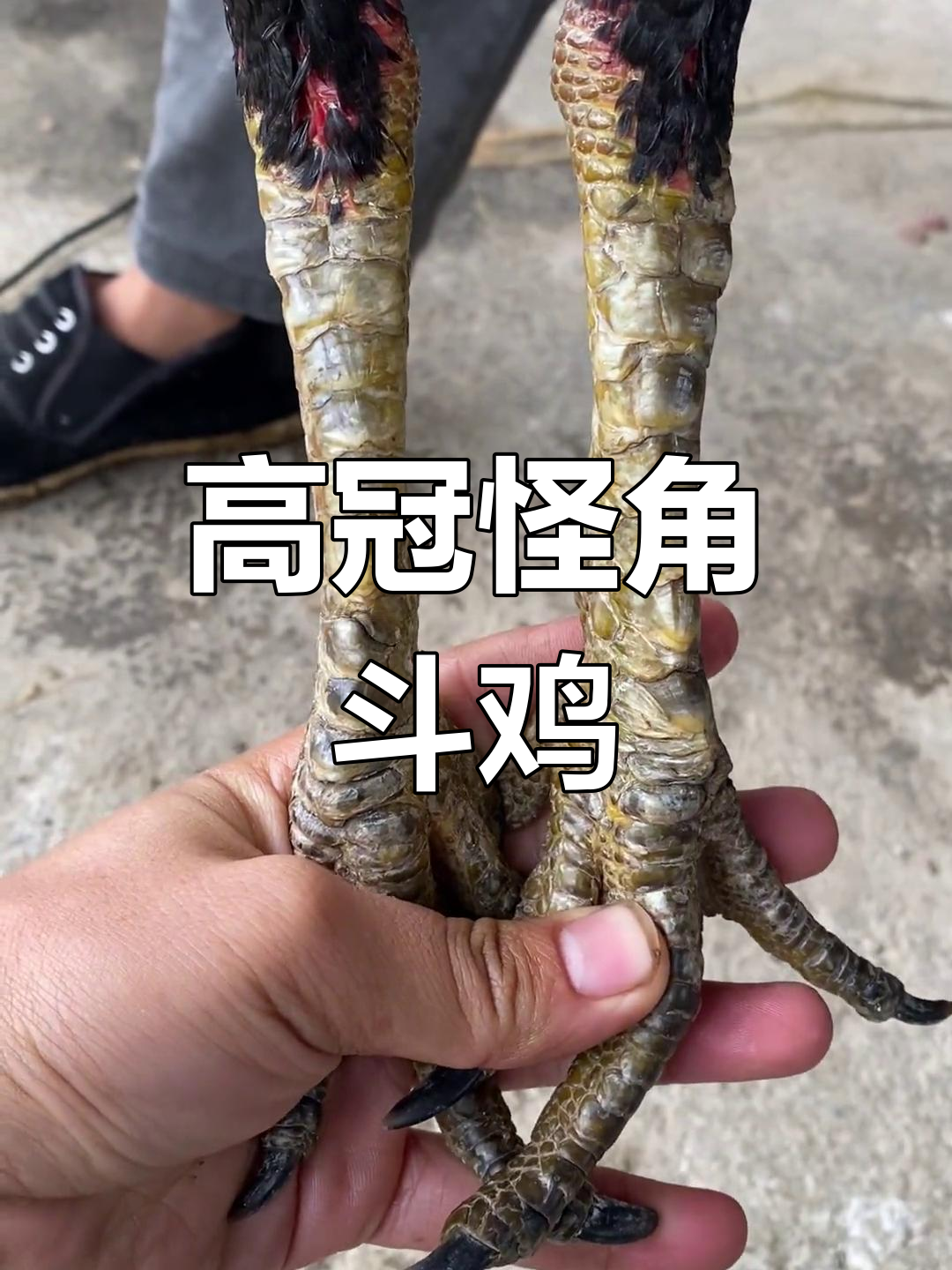 泰国斗鸡怪脚公鸡,高冠六斤三重磅登场