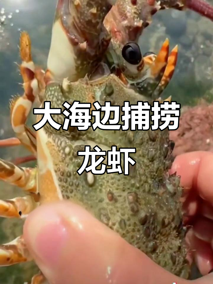 赶海抓大龙虾,真实户外挑战