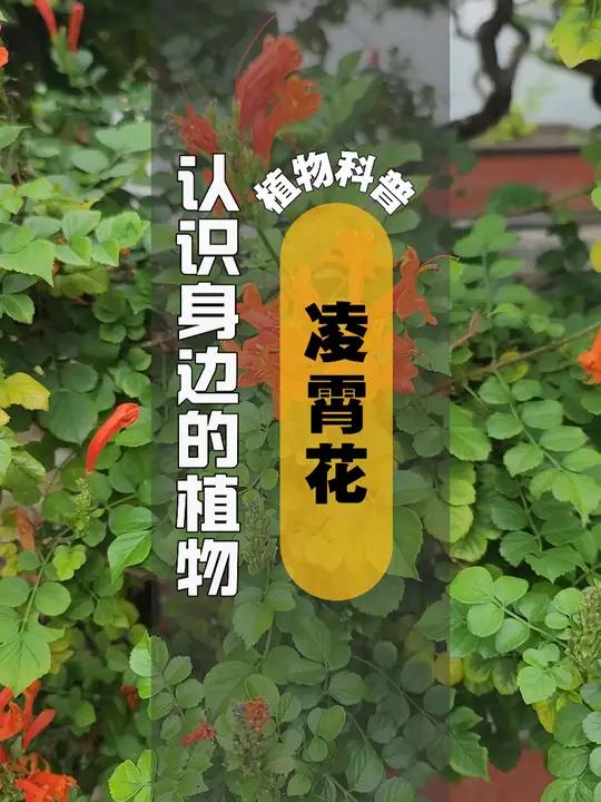 植物科普 I 凌霄花 凌霄(学名:Campsis grandiflora(Thunb.)S