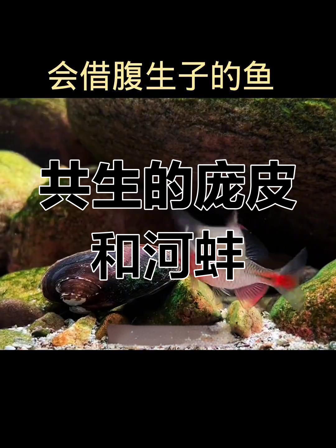 庞皮鱼与河蚌的共生秘密:你见过它们产卵吗?