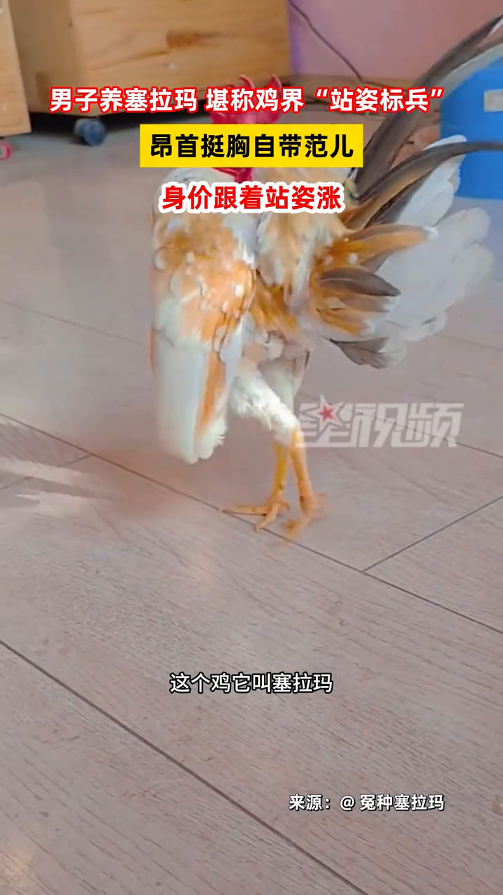 男子养塞拉玛,堪称鸡界“站姿标兵”!昂首挺胸自带范儿
