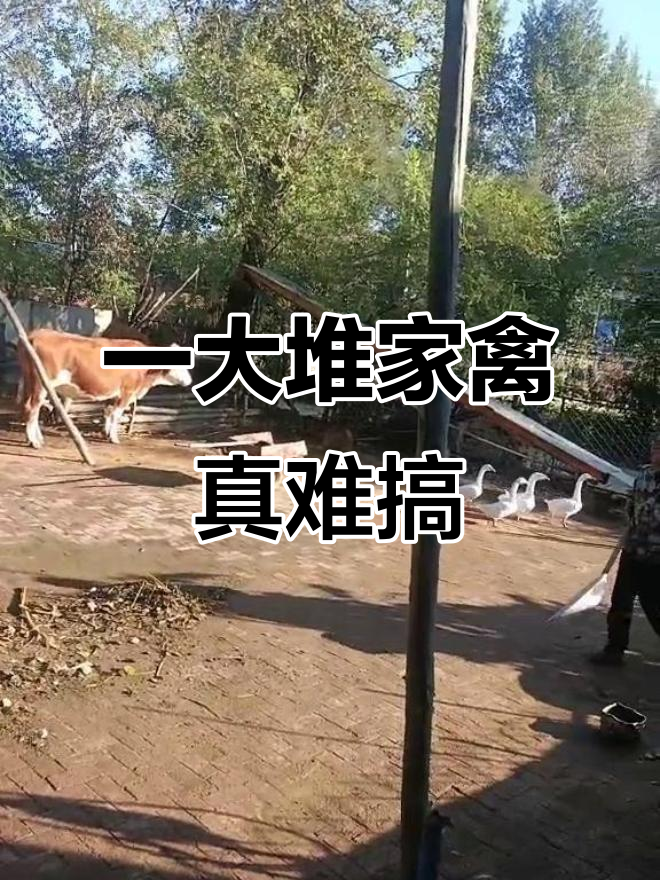 鸡鸭鹅成群结队,收拾起来太费劲了