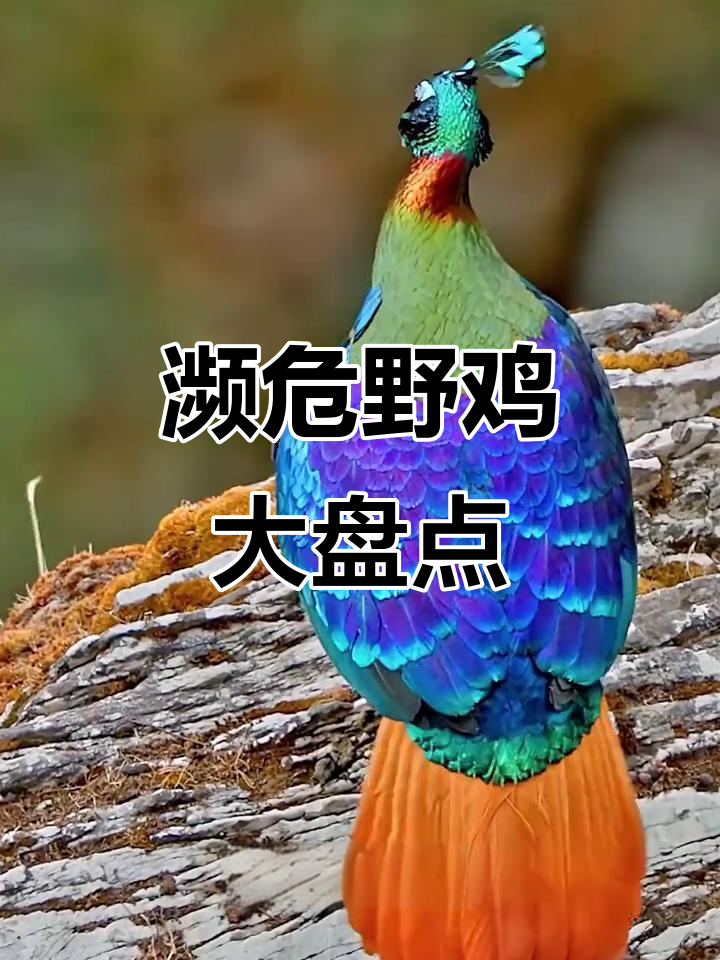 20种濒危野鸡大揭秘，看看哪些物种面临灭绝危机