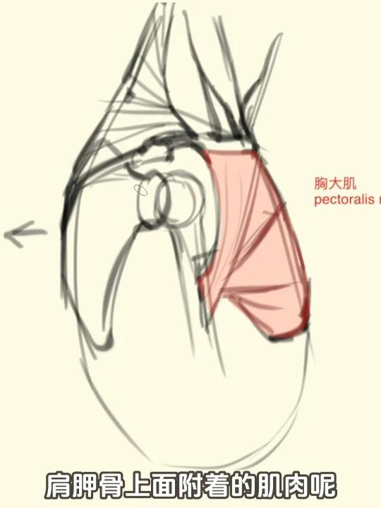 肩胸部侧面2:骨骼标记、肌肉与你未知的连接!