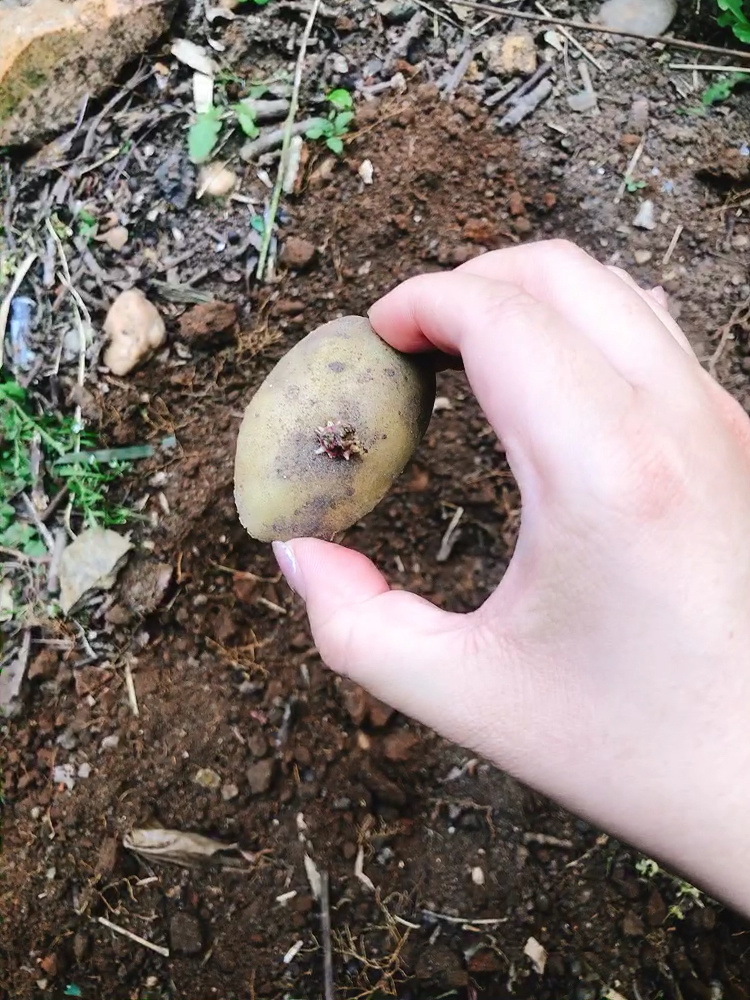 发芽土豆种植方法