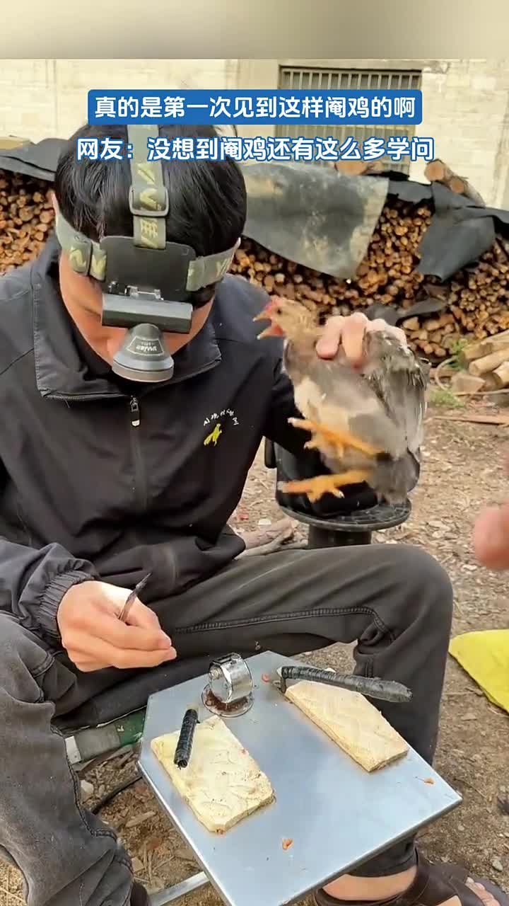 第一次见!竟然还有这种阉鸡方式