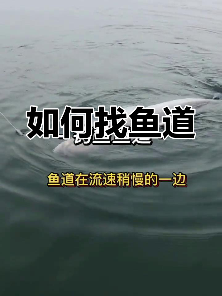 钓鱼技巧:鱼道解析