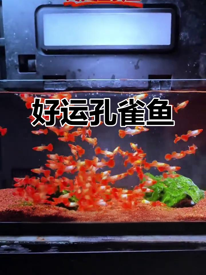 孔雀鱼,象征好运,简单饲养,连过滤都不需要!