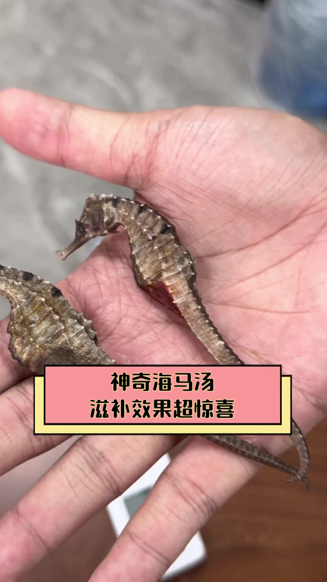 神奇海马汤,滋补效果超惊喜