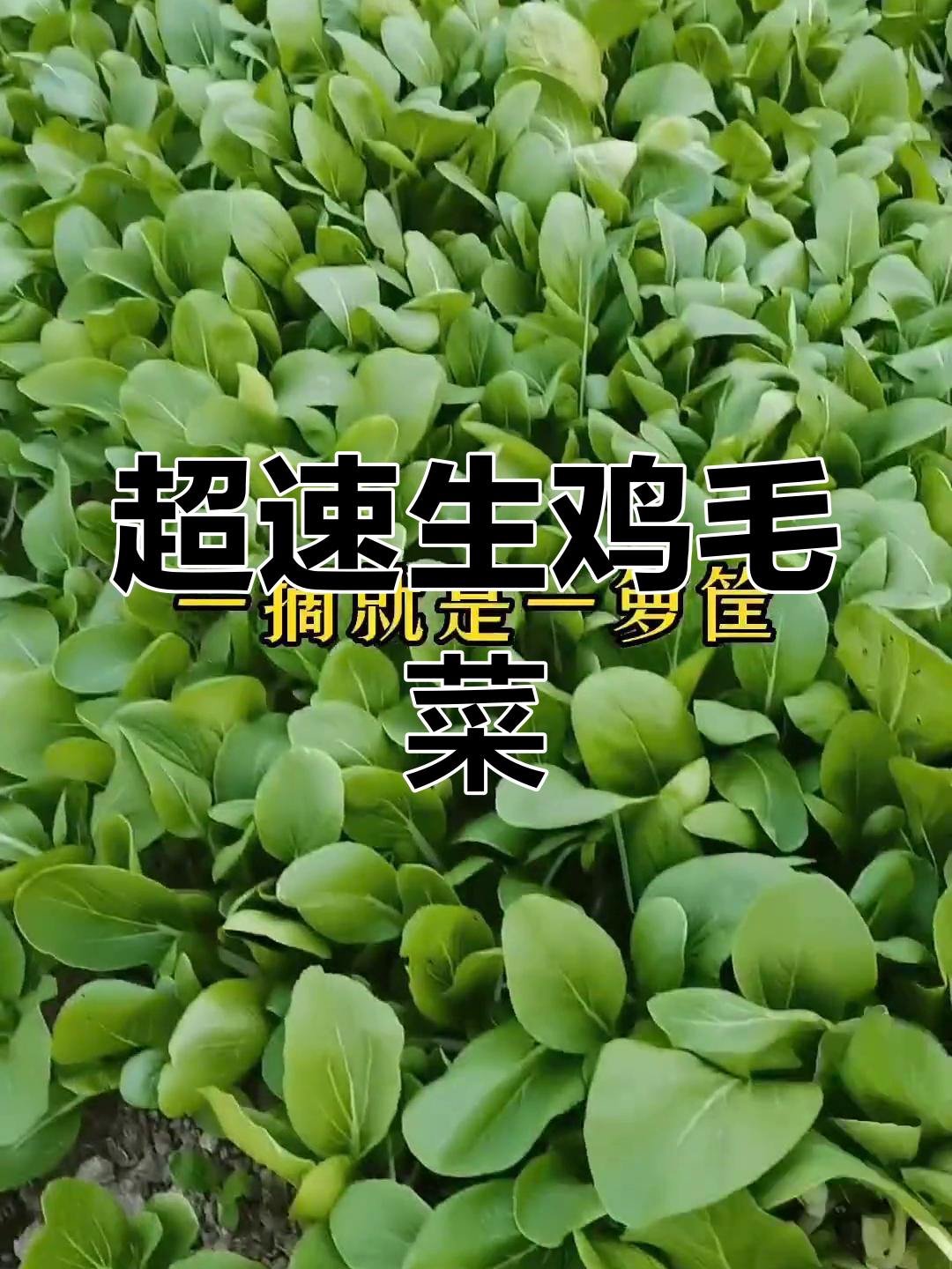 鸡毛菜:超快生长,20天就能收获一箩筐!