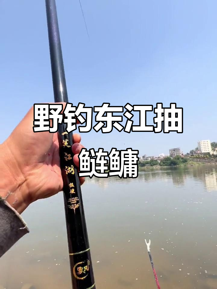 东江挑战八百斤鲢鳙,野生鱼劲力十足