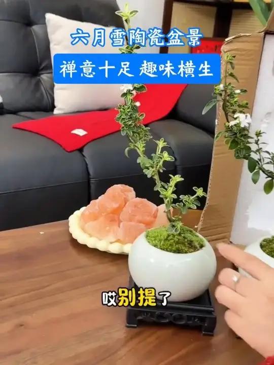金边六月雪 又叫满天星,很好打理,花开如雪花般美丽#花卉绿植 #室内盆栽 #禅意生活 #一