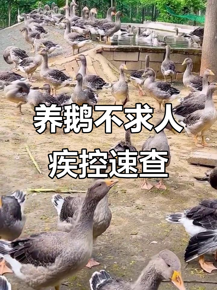 鹅病诊断技巧大揭秘,快速判断常见疾病