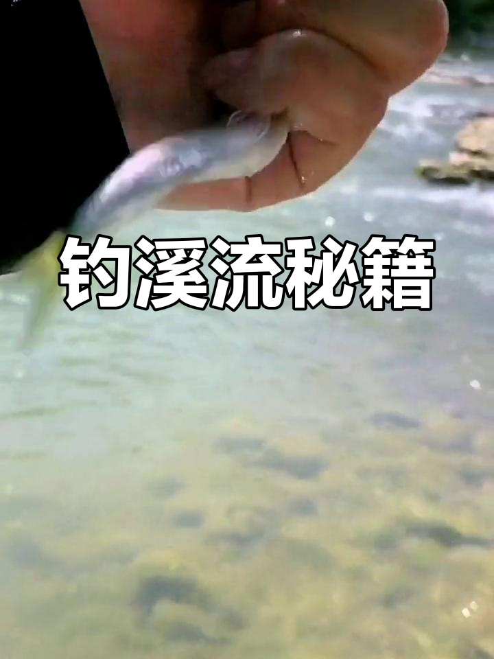 钓鱼必备饵料,适合急流溪流的浓腥味配方