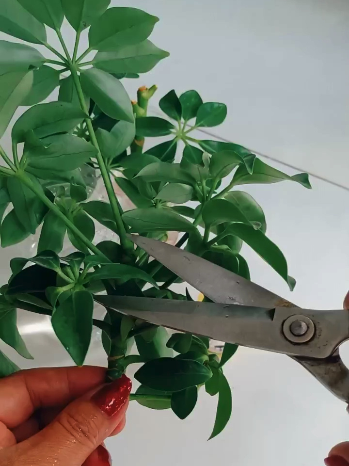 鸭掌木水培生根快,这样做