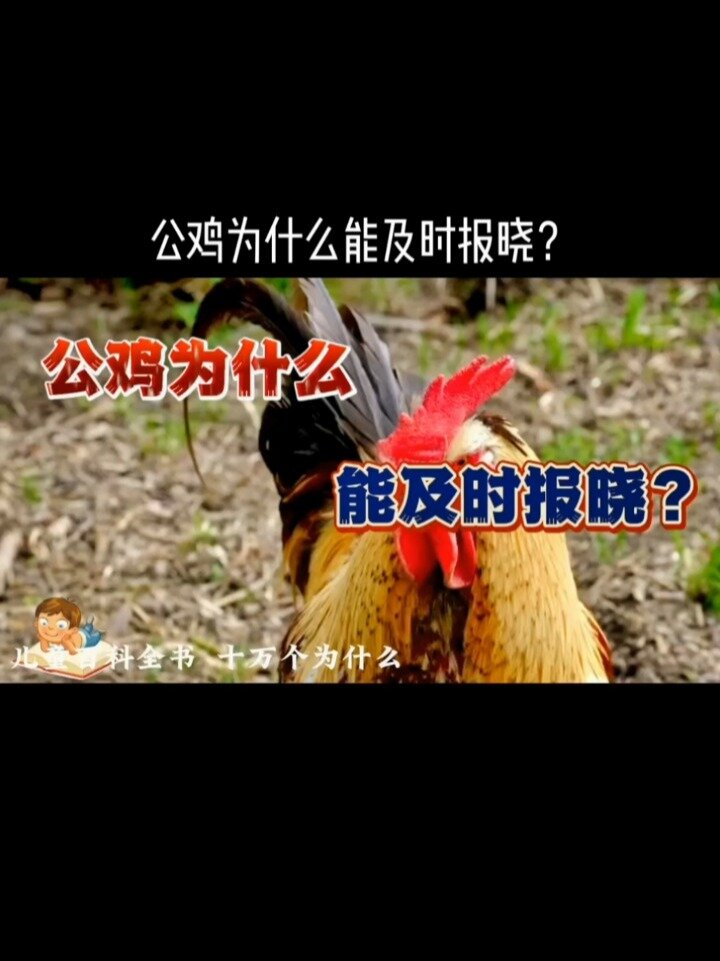 公鸡为什么能及时报晓?