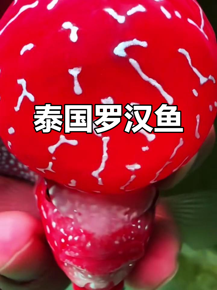 泰国进口罗汉鱼,风水佳选,鸿运当头