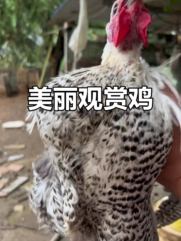 这只观赏鸡太美了,中秋后更惊艳!