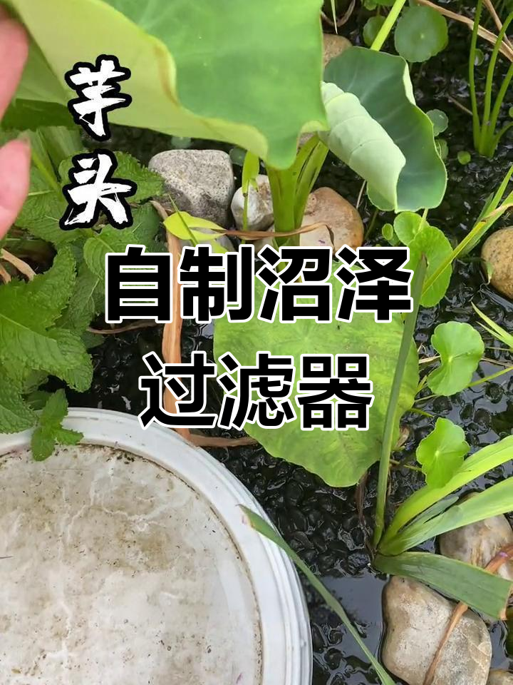 沼泽过滤与植物搭配,打造自然生态鱼池