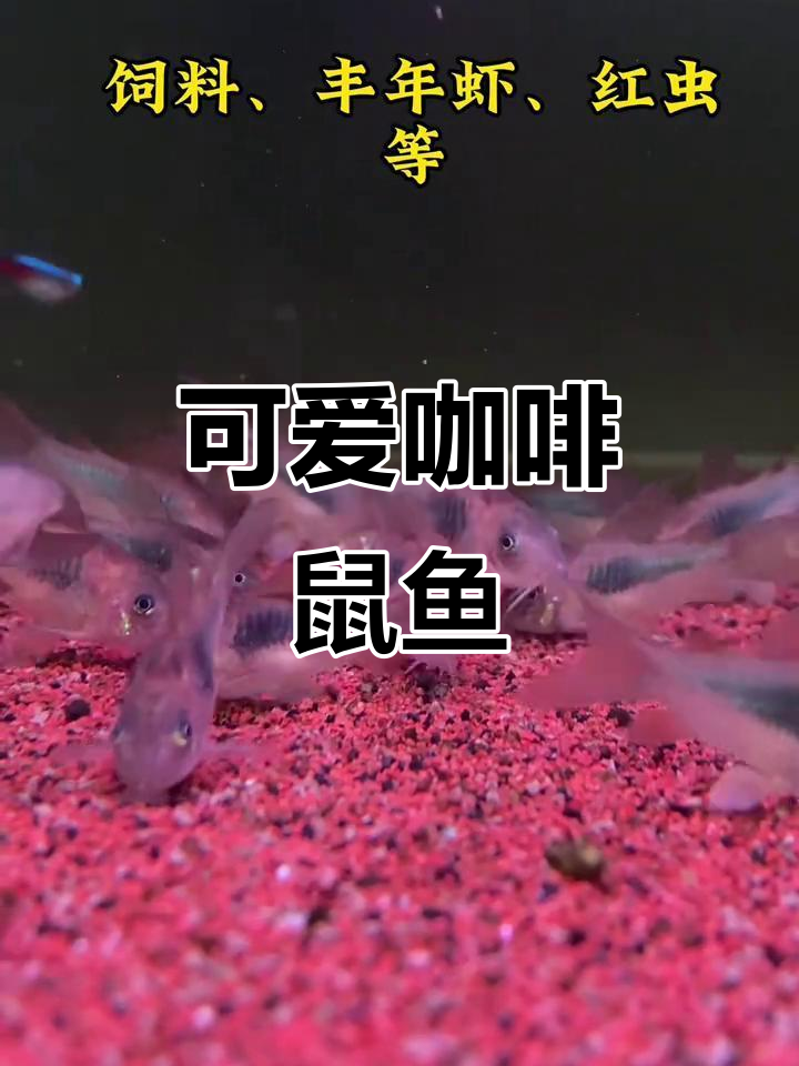 萌态十足的咖啡鼠鱼,独特斑纹易养,新手必备!