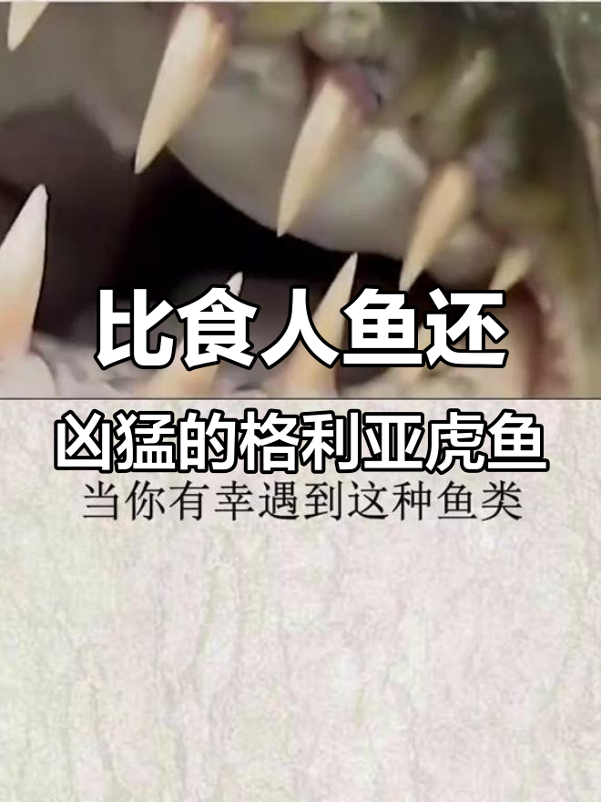 世界上最大淡水鱼,竟能捕食鳄鱼!