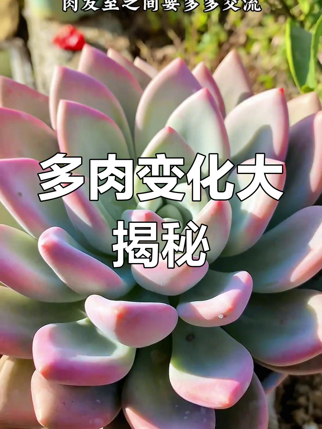 半个月不见,奥普琳娜多肉的变化竟然这么大!