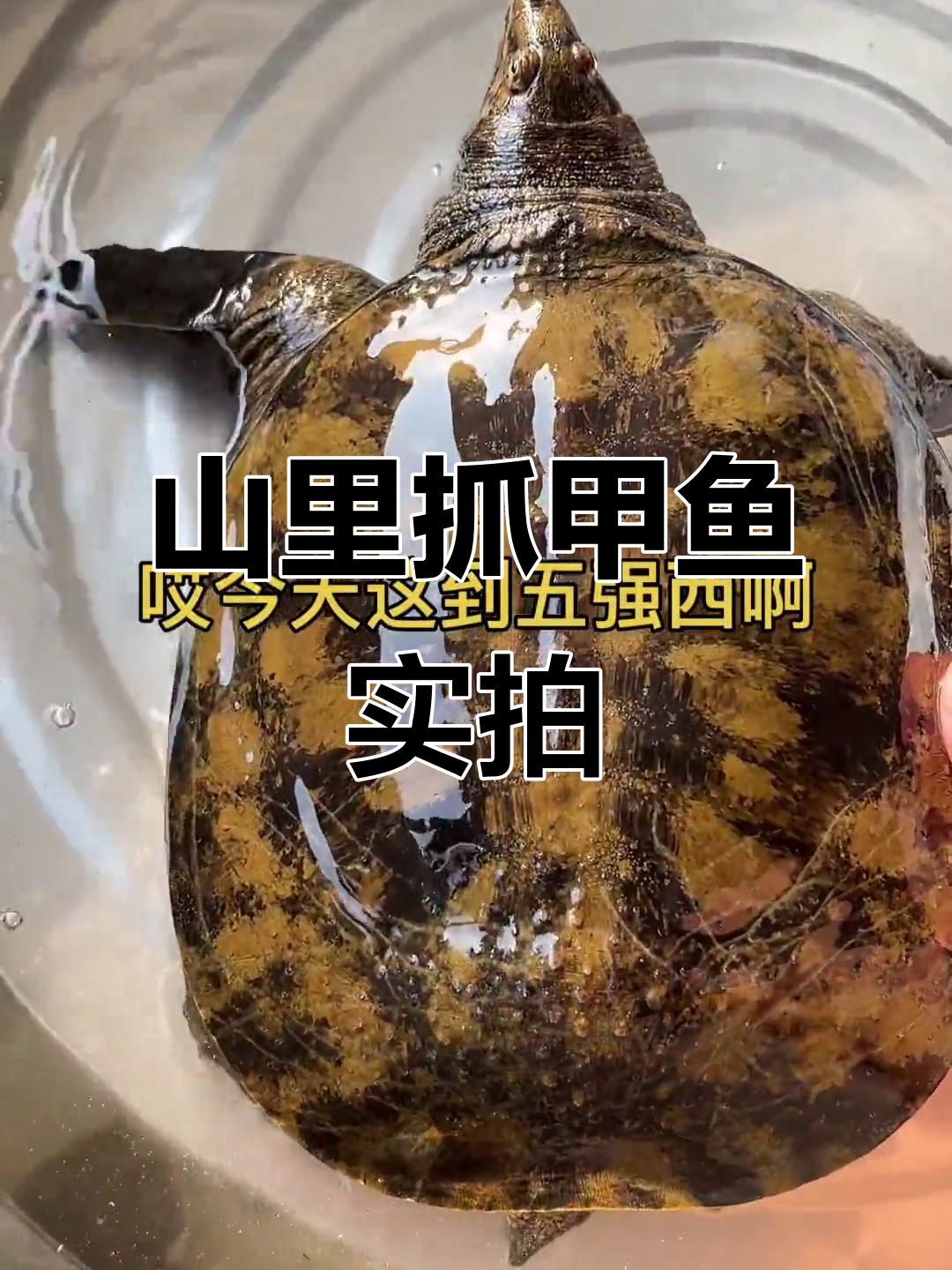 渔民捕捞野生甲鱼，山间收鱼的惊险与刺激