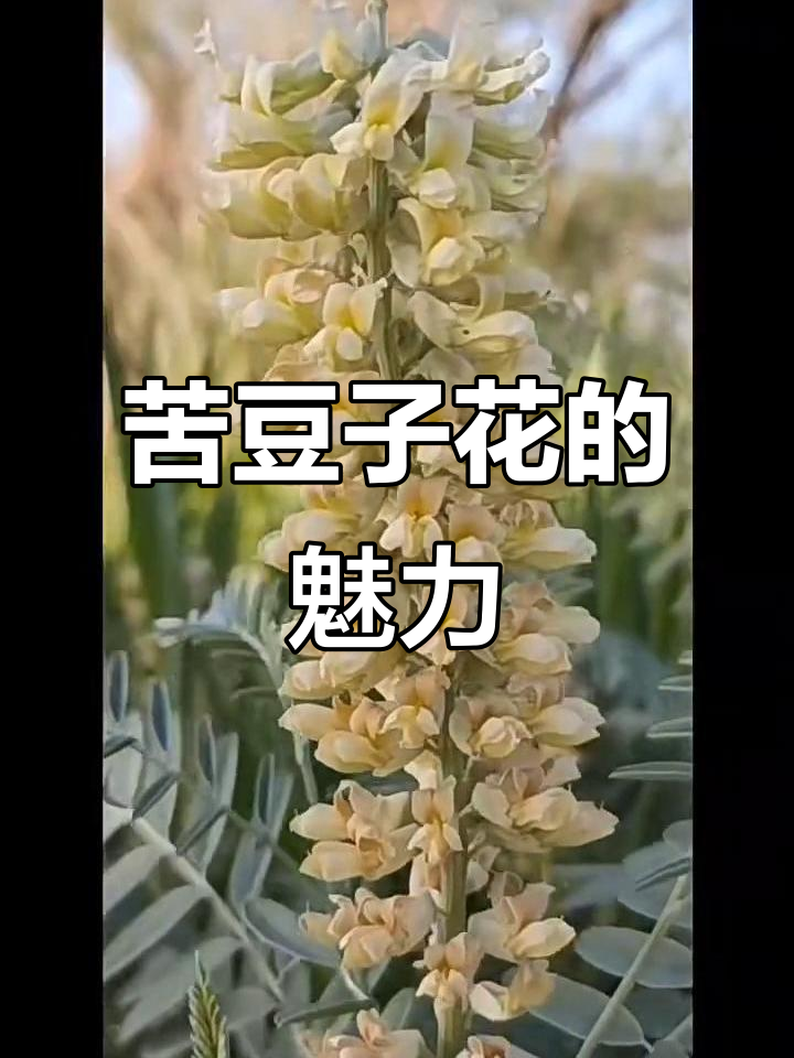 苦豆子花:像鸡毛掸子的美丽花朵,清新乳白色让人惊艳