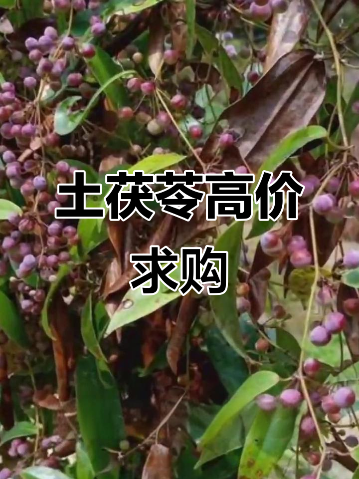 土茯苓价格暴涨,七十元一斤收购!