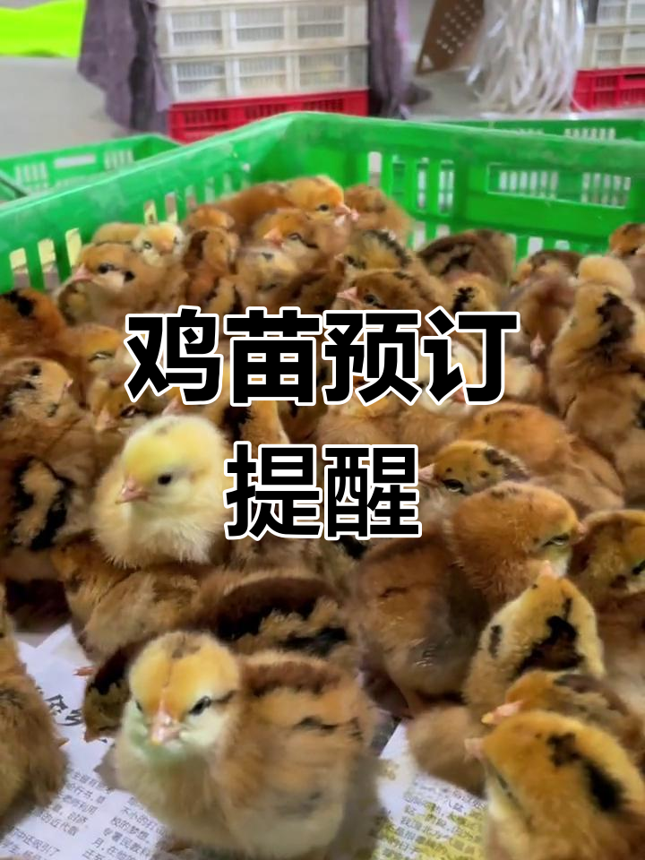青脚麻羽鸡苗现售,年后育雏计划可提前准备