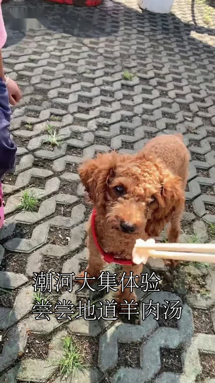 潮河大集体验尝尝地道羊肉汤