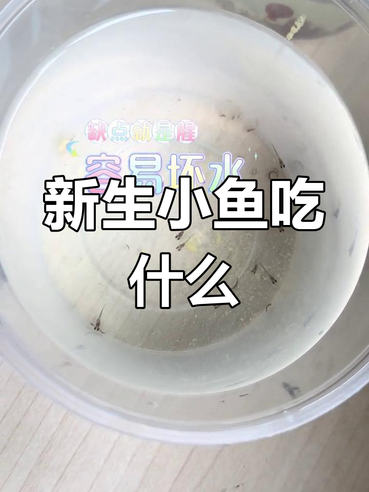 幼鱼喂养全攻略:6种最佳食物推荐