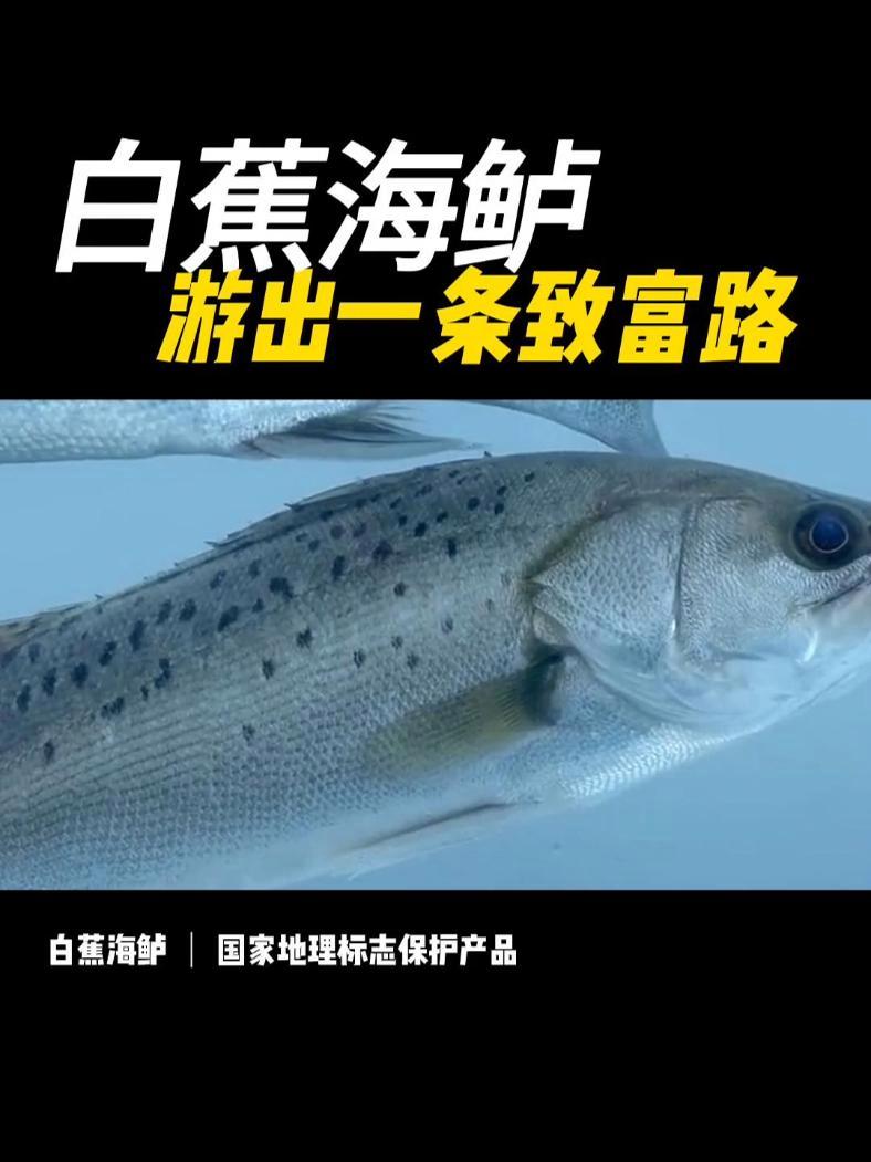 白蕉海鲈丰收时!白蕉海鲈远近闻名,成就一方水土一方人,养殖海鲈有何妙招?白蕉海鲈 海鲈鱼养