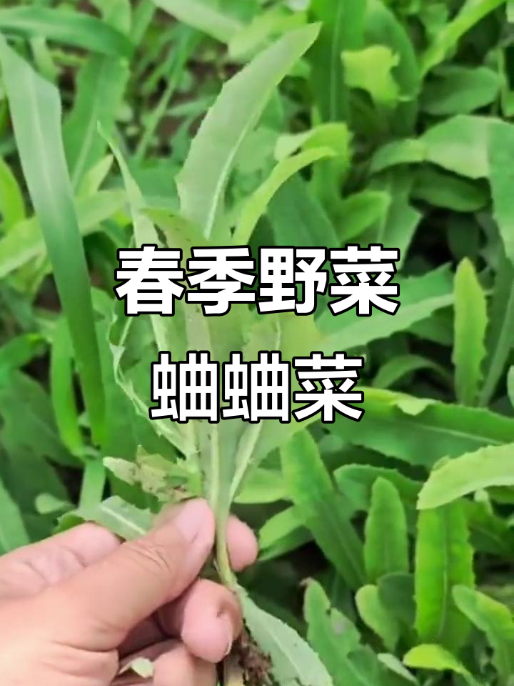 春天必吃野菜,蛐蛐菜的独特美味与药用价值