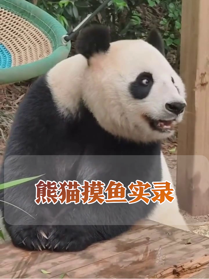 熊猫上班摸鱼被抓包?这表情像极了周一的我