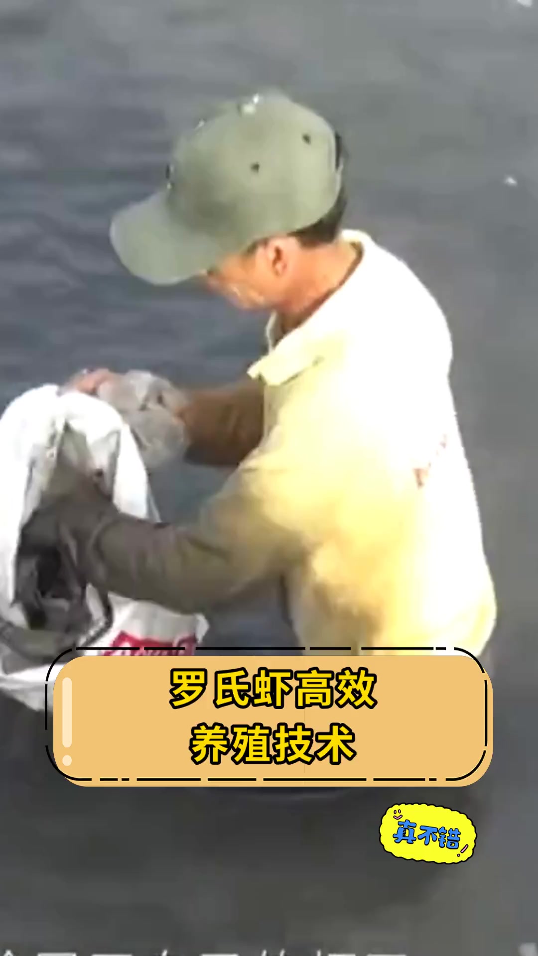 罗氏虾高效,养殖技术