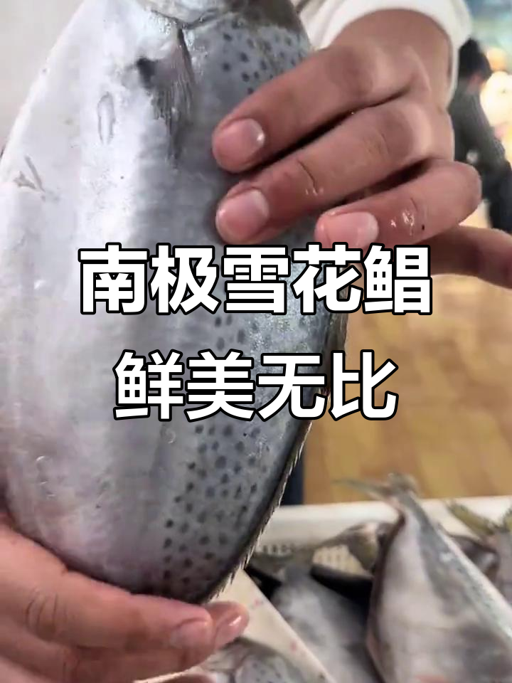南极雪花鲳鱼,肉质鲜嫩无刺,清蒸红烧皆宜