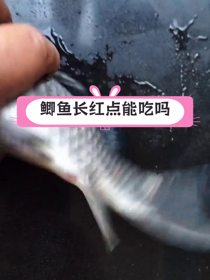 鲫鱼身上红斑的三种原因