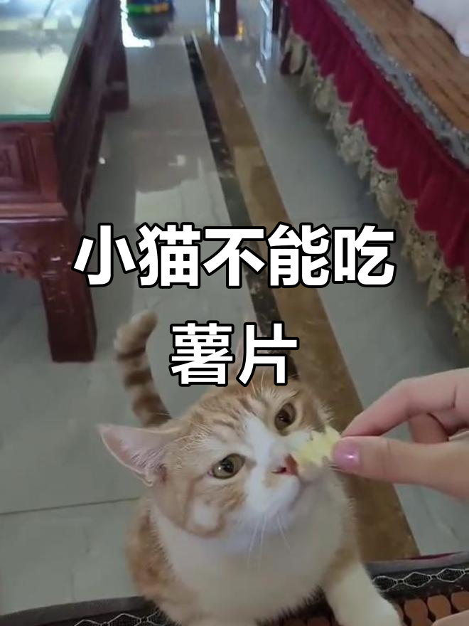 猫咪吃薯片会中毒?这些食物真的不能碰