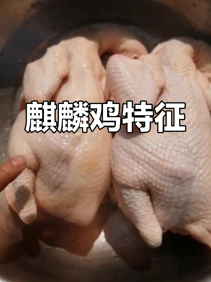 麒麟鸡与普通鸡的区别:皮脆肉嫩,毛孔明显