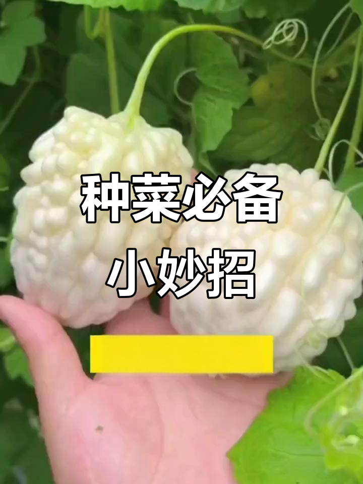 蔬菜种植小技巧:水醋、啤酒、鸡蛋壳等废物利用,增产又防虫