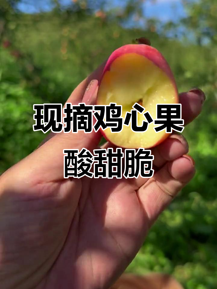 2023年新鲜鸡心果，酸甜脆口，现摘现发超好吃